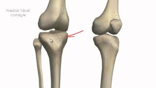 Knee Joint - Part 1 - 3D Anatomy Tutorial