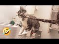 🤣HOLDING YOUR LAUGH while Watching these video😹 - Funny Cats Life