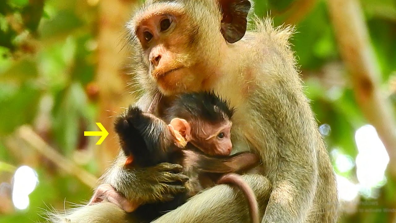 Happy to see Casi hugs & cares for newborn Calvin|Very worried Casi gives Calvin enough milk or not