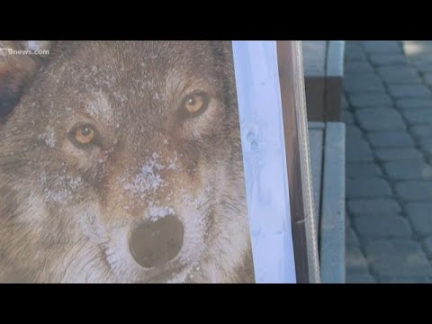 tegna news Petitioners are trying to reintroduce the grey wolf to Colorado