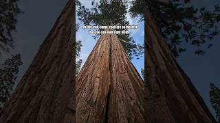 Giant trees! #Sequoia #sequoianationalforest #trailof100giants #explorecalifornia #california