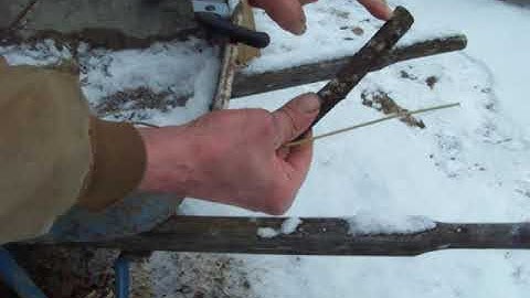 Make a Spile out of Stag-horn Sumac for Maple sap collecting.