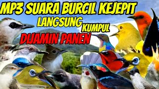 SUARA burcil kejepit TERBUKTI ampuh | langsung kumpul burung liar dijamin panen