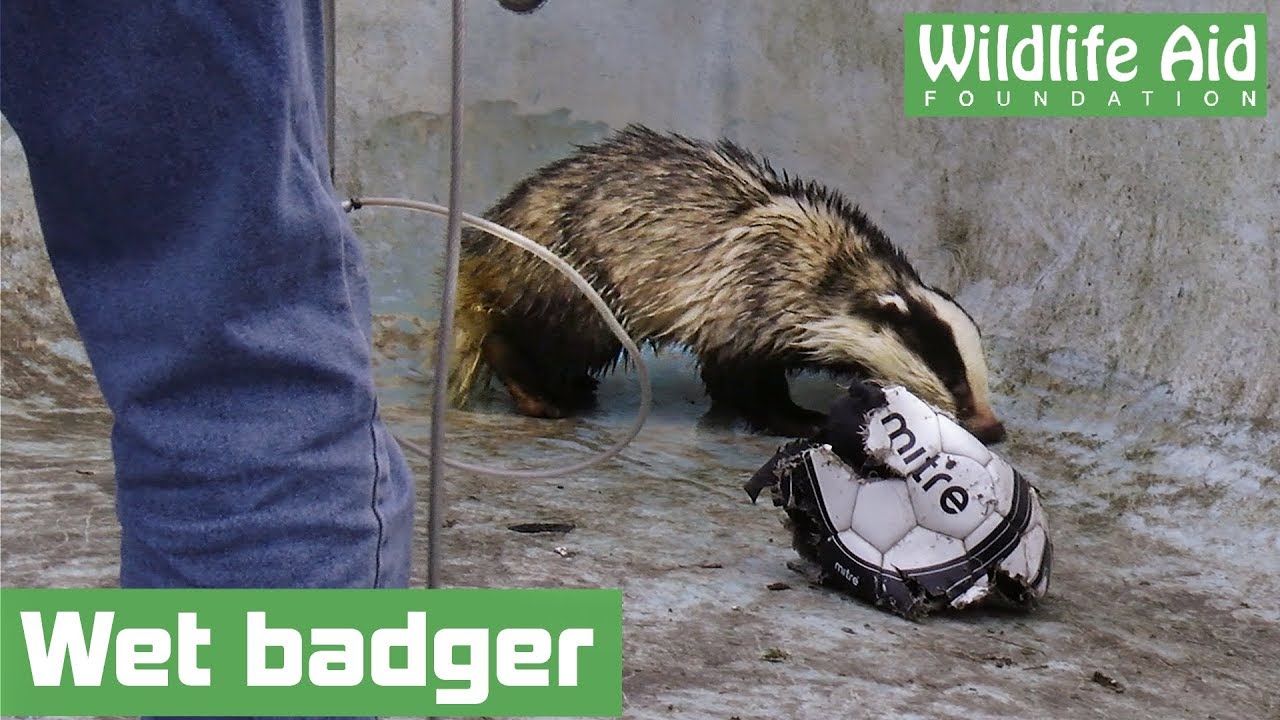 Badgers fall into swimming pool!