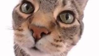 Kitty said what? - Morphing Kittens by Morpheus Software 75,092 views 10 years ago 41 seconds