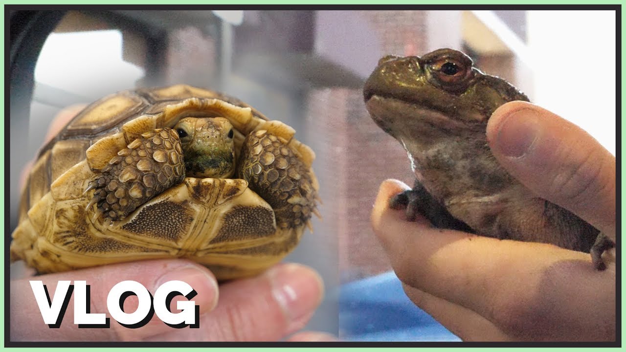 Getting a Big Toad & Tiny Tortoise!