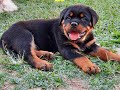 Meu Filhote de Rottweiler  com 60 dias.  Setembro 2020