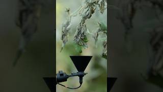 The sound of caterpillars chewing leaves 🐛 #science