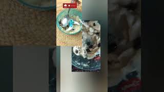 How to deseed custard apple like a pro? |Sitaphal ke beej kese nikale|shorts hacks@getfastcook