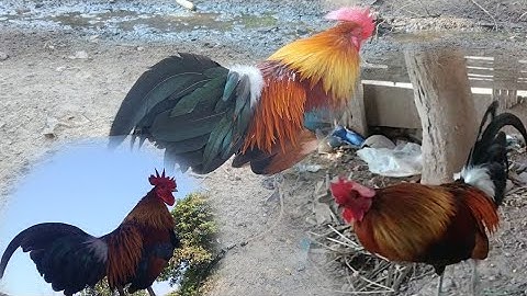 qaib dib zoo nraug thiab quas zoo (02092731681) /15/11/2024