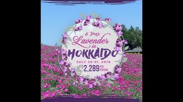 Thumbnail of Lavender in Hokkaido Tour from July 26 to July 31