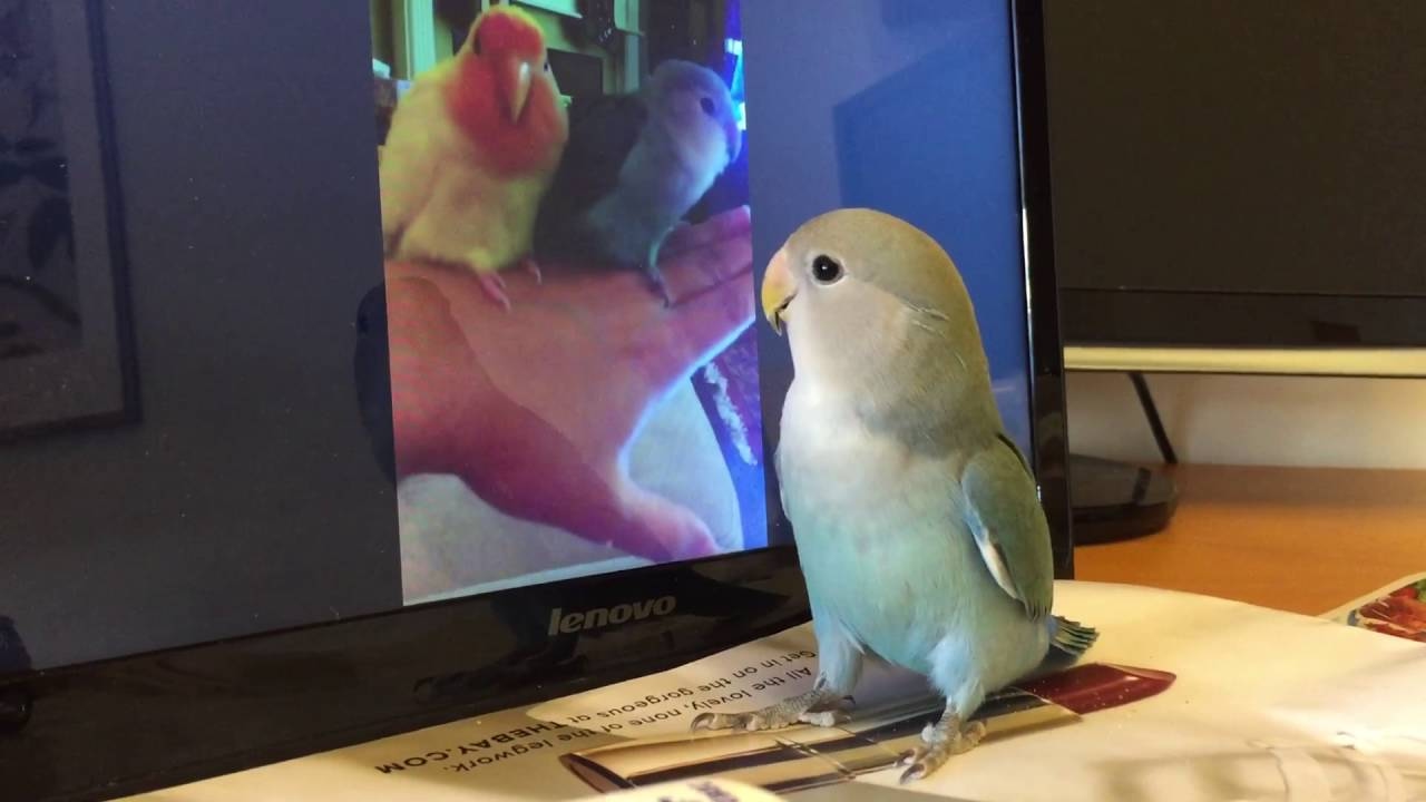 Lovebird Watching Video of lovebird Singing Elisa DhZeno YouTube