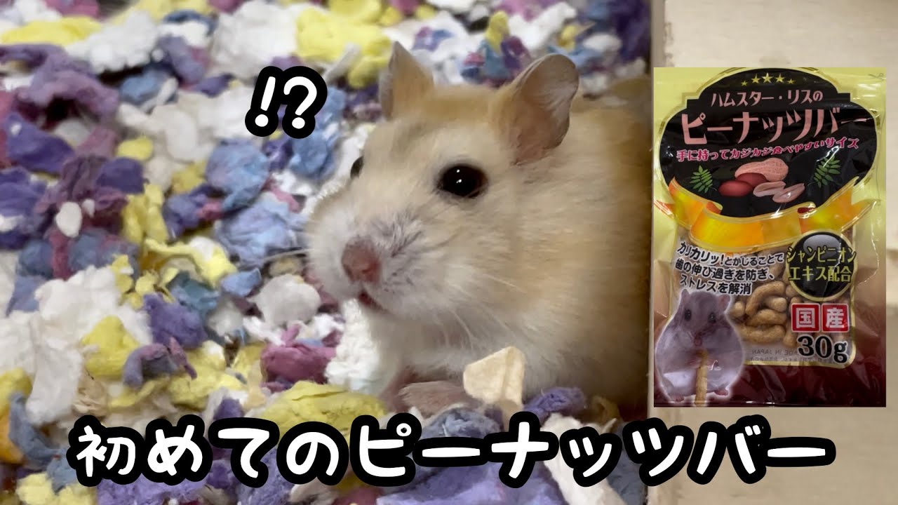 ハムスターのおやつにピーナッツバーを与えてみた ジャンガリアン Youtube ハムスターのおやつにピーナッツバーを与えてみた ジャンガリアン Youtube