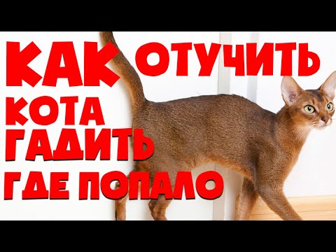 КАК ОТУЧИТЬ  КОТА ГАДИТЬ ДОМА? КАК ПРИУЧИТЬ КОТА К ЛОТКУ | ЧТО ДЕЛАТЬ ЕСЛИ КОТ ГАДИТ ГДЕ ПОПАЛО