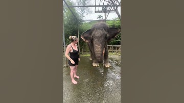 Trip to Bali Zoo - and mud bath with the elephants