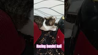 kucing bandel sampai akhir #cat #kucinglucubandung #cats #kucinglucu #kucingimut #kucingkampung #fyp