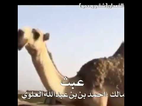 عبث المالك احمد بن بن عبدالله العلوي