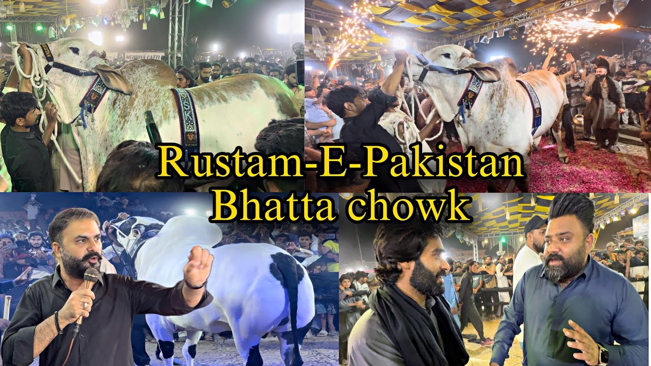 Biggest Brahman Bull Of Asia  In Bhatta Chowk Mandi