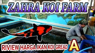 REVIEW HARGA IKAN KOI GREAD A