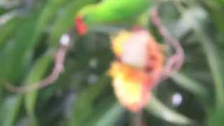 Colasisi (Loriculus philippensis)