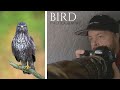 BIRD PHOTOGRAPHY from blind // Photographing BIRDS OF PREY - buzzard, goshawk