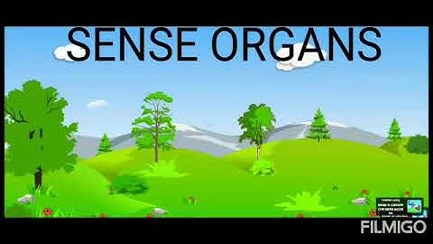 E.V.S- Sense Organs