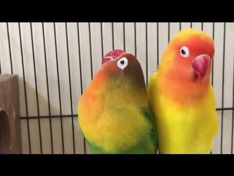 masteran lovebird konslet 1 jam full non stop