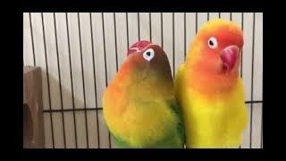 masteran lovebird konslet 1 jam full non stop