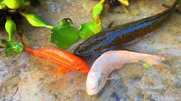 Bắt cá ở vũng nước, cá trê, cá chép koi, cá sộp và các loại cá