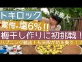 ▲驚異の塩6%梅干しに挑戦▽ トキロックVS妖怪 水重石 編 - ただ梅干しを漬けたかっただけなのに、、、。