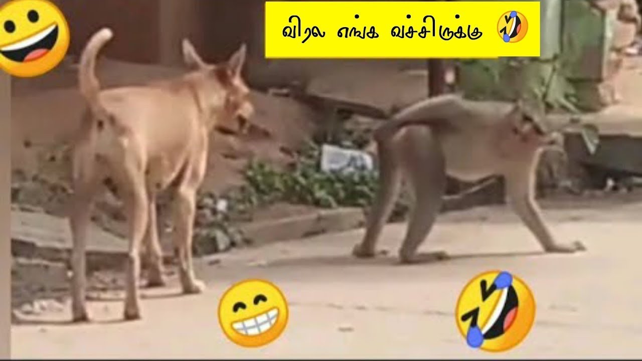      Monkey Funniest Moments  Animals