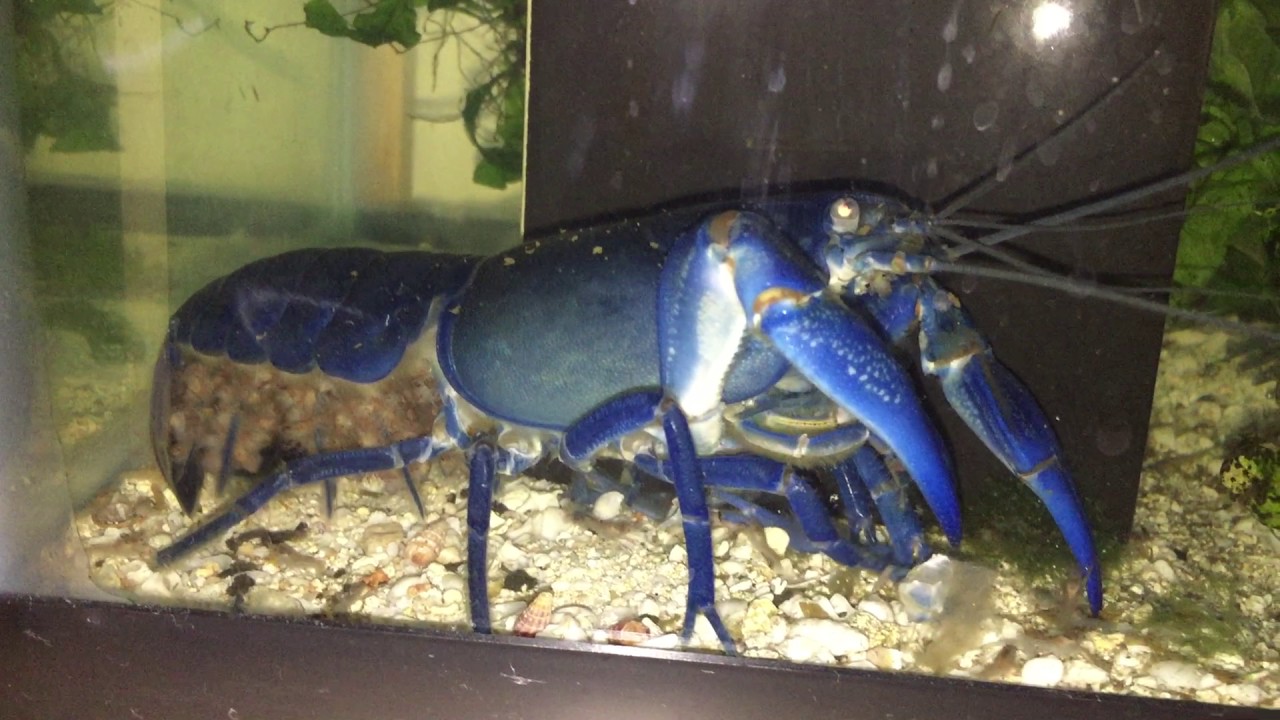 My yabby new born babies YouTube