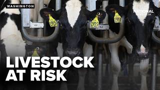 Officials working to contain SCREWWORM OUTBREAK in cattle