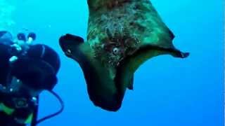 Ed Robinson Adventure Dives   00004 (2).m2ts