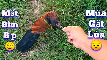 Đã Mất 1 Con Bìm Bịp - Kế Hoạch Ấp Trứng Vịt Và Mua Thêm Trích Cồ / Quế Nghịch