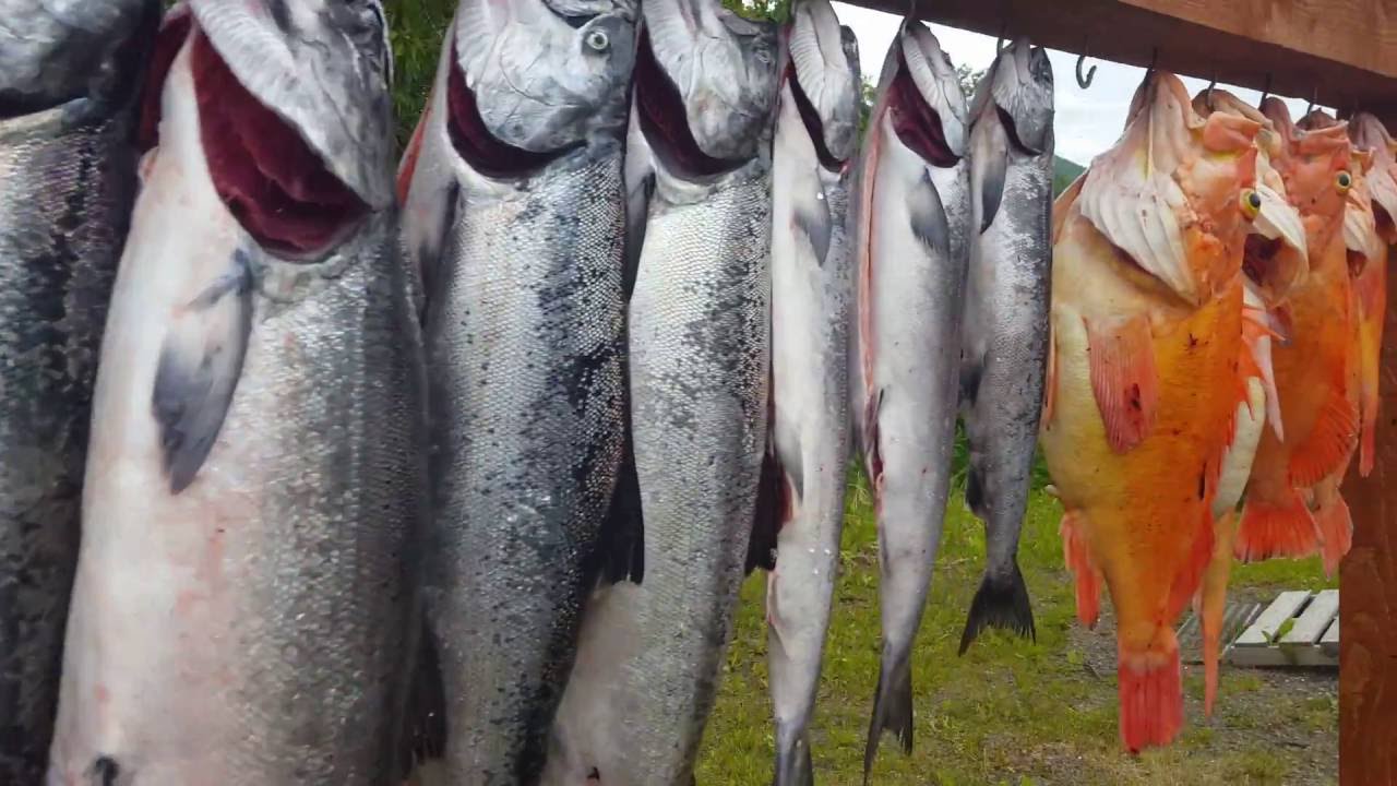 Kodiak Island, Alaska. Fishing King Salmon Halibut Yelloweye Black