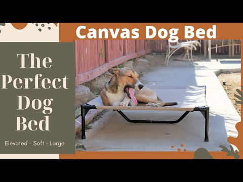 your-dogs-will-love-their-new-elevated-dog-bed