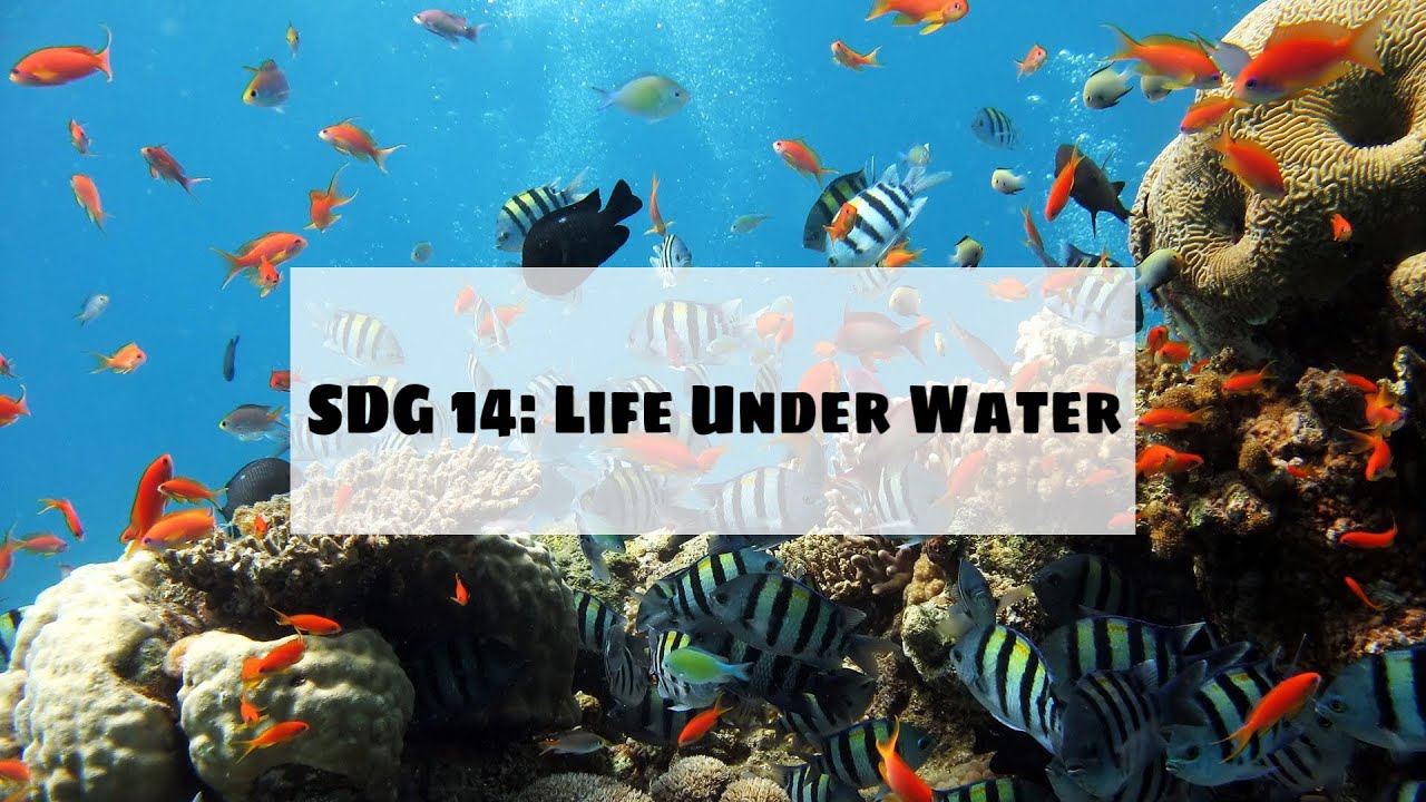 Sustainable Development Goal 14: Life Below Water