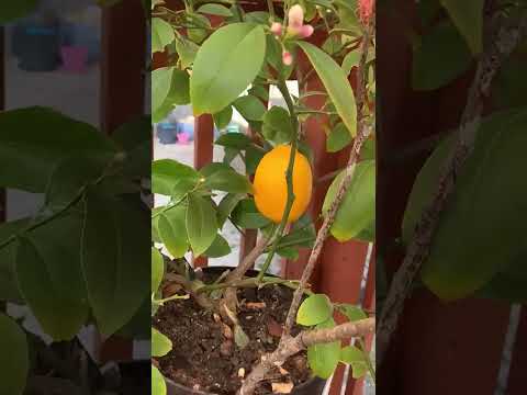 লেমন I Fresh Lemon Magic 🍋 | Health & Refreshment in Every Drop I লেবুর টক-মিষ্টি স্বাদ