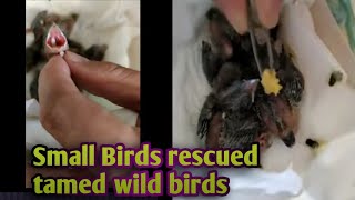 Feeding My Rescued Small Birds - My hand Raised Small Birds