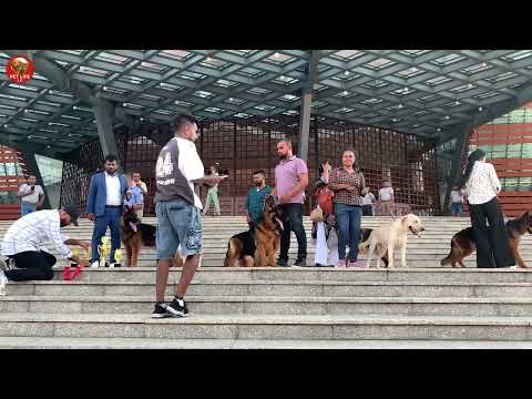 Show quality long coat German Shepherds - Pet Life lk