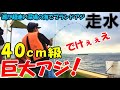 走水のブランド巨大アジ40㎝級を釣り上げる!夢の大アジ釣りの仕掛けやエサも全部見せます