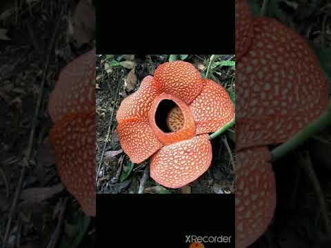 Video: Rafflesia Arnoldi a Amorphophallus Titanium – největší květiny na světě