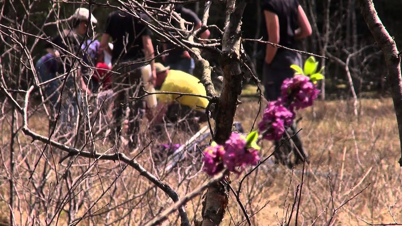 Six pieds sous terre : des chercheurs au chevet d'une plante de tourbière [Actu des labos]