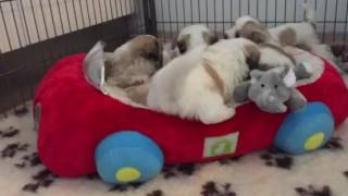 Sportsvogn-Hundeseng