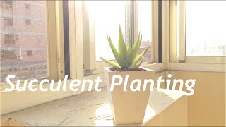 多肉換盆Succulent Planting