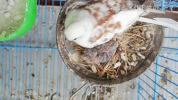 Pied dove Pairs and diamond dove breeding progress 👍