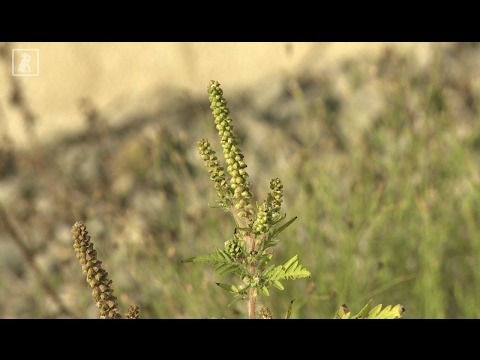 Video: Ambrosia Artemisiifolia L. Temperatur-responsive Egenskaper Som Påvirker Utbredelsen Og Alvorlighetsgraden Av Pollinose: En Studie Under Kontrollerte Forhold