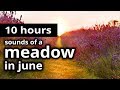 SOUNDS of SUMMER: "A meadow in June" - 10 HOURS - Birds, Crickets, and Insects - SUMMER SLEEP SOUNDS