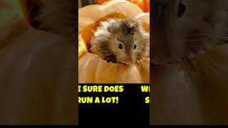 Einstein The Den Hamster Has A Bright Idea Funny Smart Pet Shorts For Kids